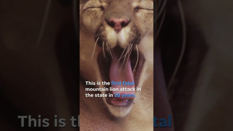 California state’s first fatal mountain lion attack in 20 years #Shorts