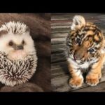 Cute Baby Animals Videos Compilation | Funny and Cute Moment of the Animals #21 – Cutest Animals
