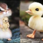 Cute Baby Animals Videos Compilation | Funny and Cute Moment of the Animals #20 – Cutest Animals