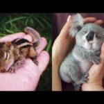 Cute Baby Animals Videos Compilation | Funny and Cute Moment of the Animals #22 – Cutest Animals