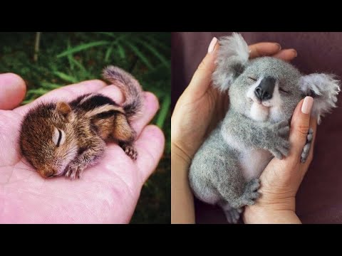 Cute Baby Animals Videos Compilation | Funny and Cute Moment of the Animals #22 – Cutest Animals