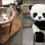 Cute Baby Animals Videos Compilation | Funny and Cute Moment of the Animals #23 – Cutest Animals