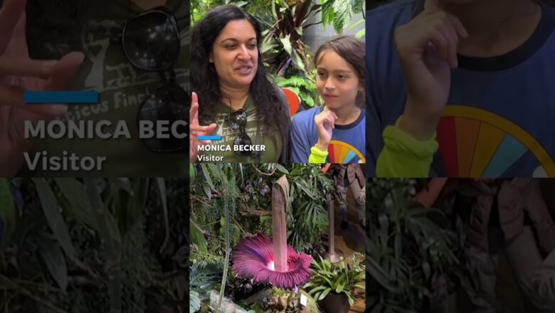 ‘Dead carcass’ smelling corpse flower blooms #Shorts