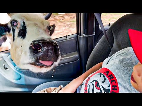 Funniest Animal Videos [1 HOUR}