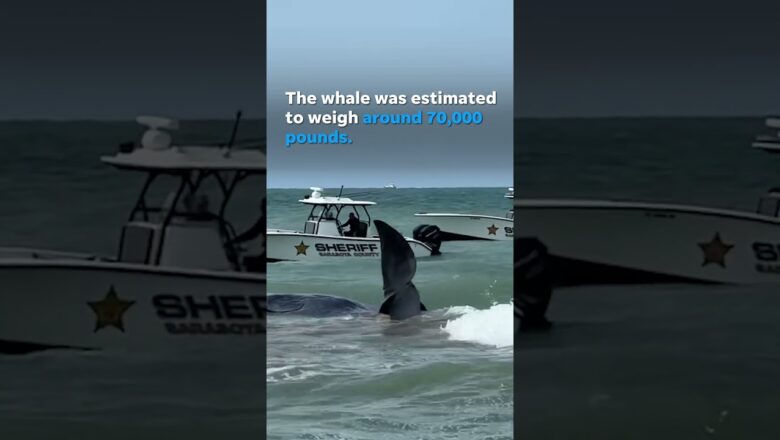 Humongous beached sperm whale dies off Florida coast #Shorts