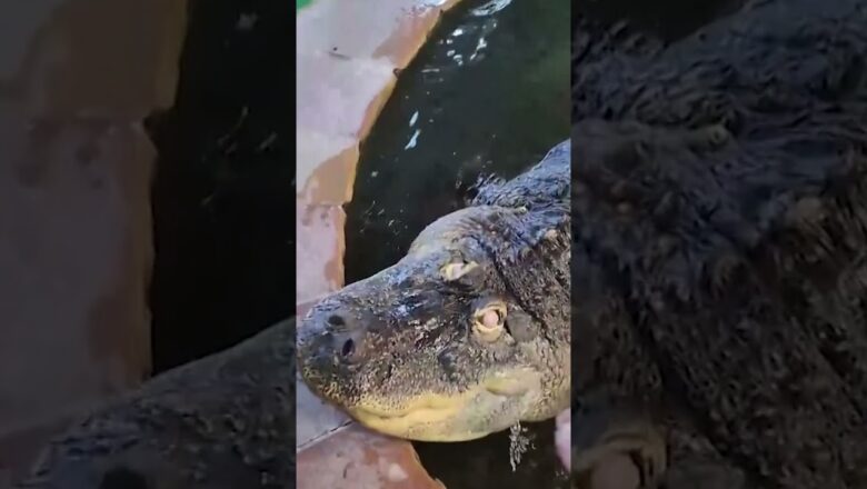 Massive 750-pound alligator removed from home #Shorts