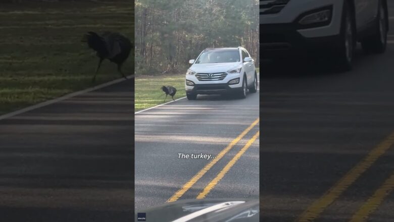 Motorist reverse to avoid confrontation with protective turkey #Shorts