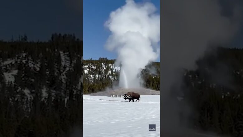 Old Faithful starts erupting, then THIS ‘cool’ moment happens #Shorts