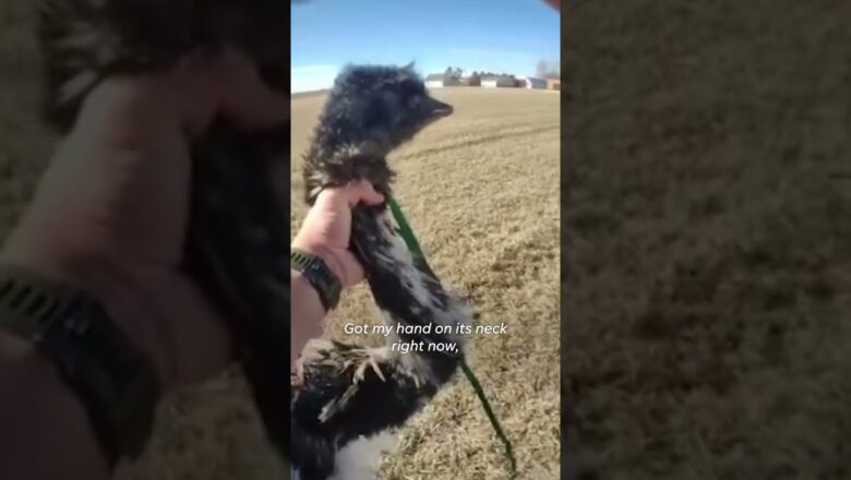 Runaway emu captured by Colorado deputy #Shorts