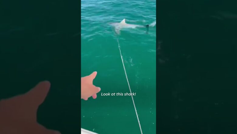 Shark swarm steals fish, bites fishermen’s boat #Shorts