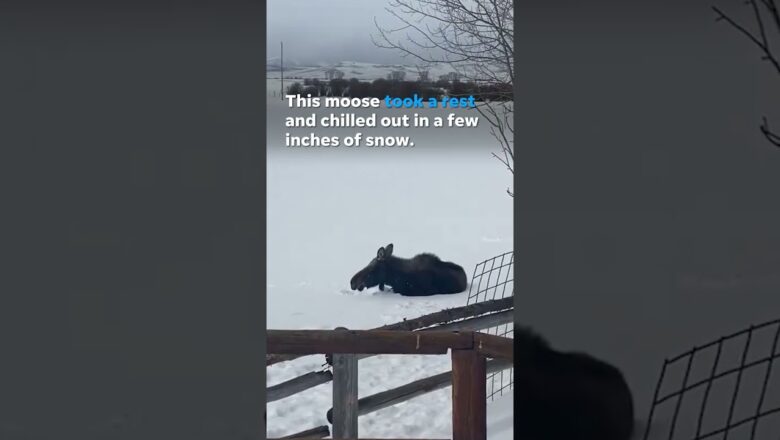 This moose takes some time to chill out in a few inches of snow #Shorts