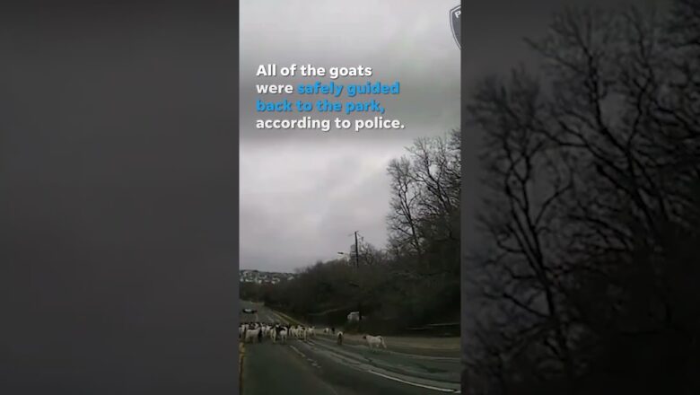 Watch: Police escort herd of goats back to their enclosure #Shorts