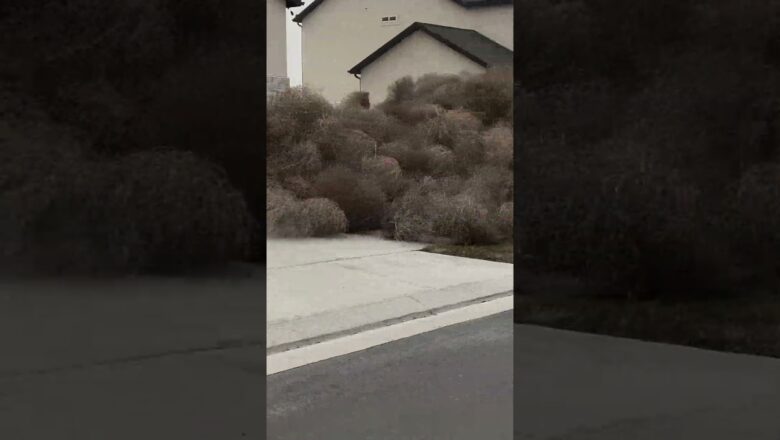 Watch: Utah neighborhood invaded by tumbleweeds #Shorts