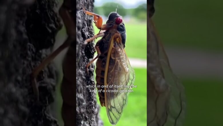 2024 cicada-geddon: Trillions expected to swarm parts of US #Shorts