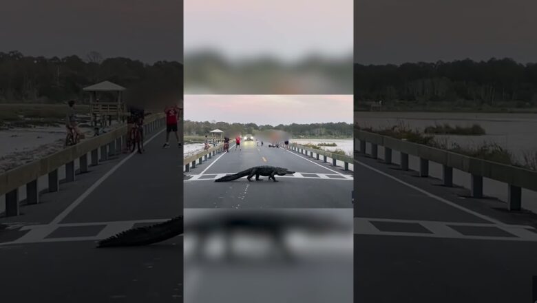 Alligator takes its precious time crossing road at state park while visitors watch #Shorts