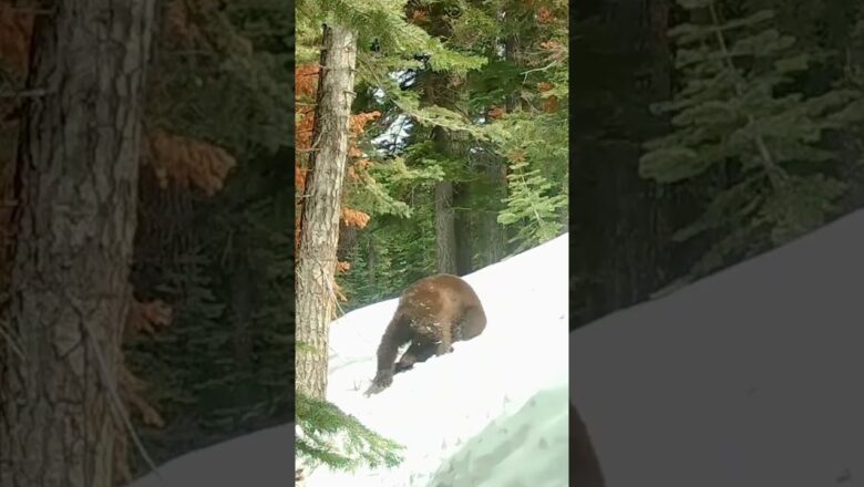 Black bear enjoys spring fun in the snow and sun  #Shorts