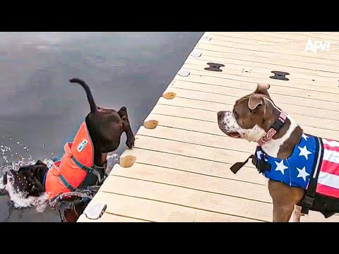 Don’t Forget to Water The Dog  🐶🚿 Funny Dog Videos