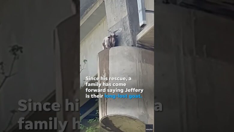 Goat that scaled a bridge and became stuck on the ledge safely rescued