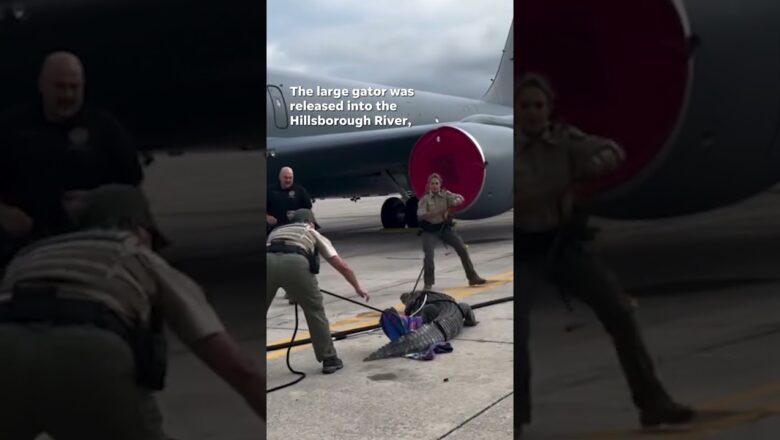Huge alligator scuffles with wranglers on Air Force tarmac #Shorts