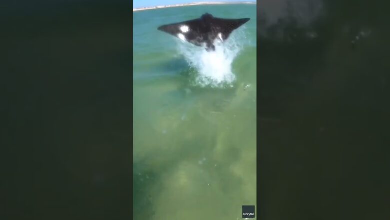 Kitesurfer nearly collides with stingray jumping out of water #Shorts