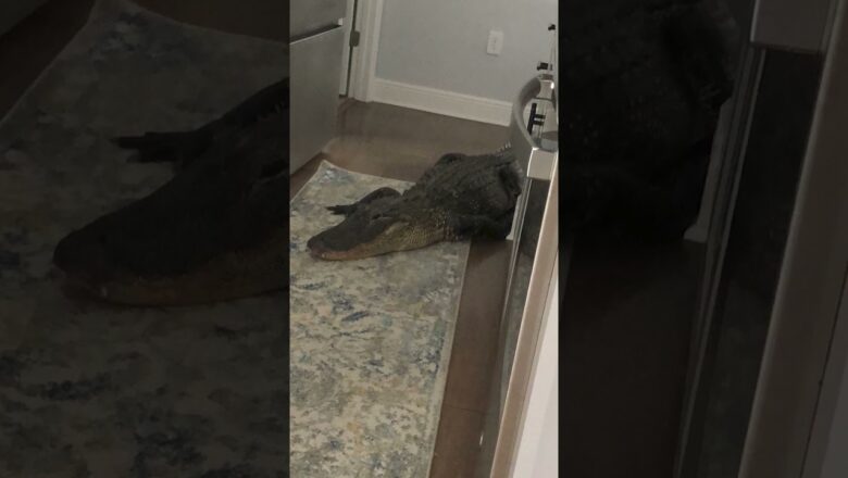Massive alligator overstays welcome in woman’s kitchen #Shorts