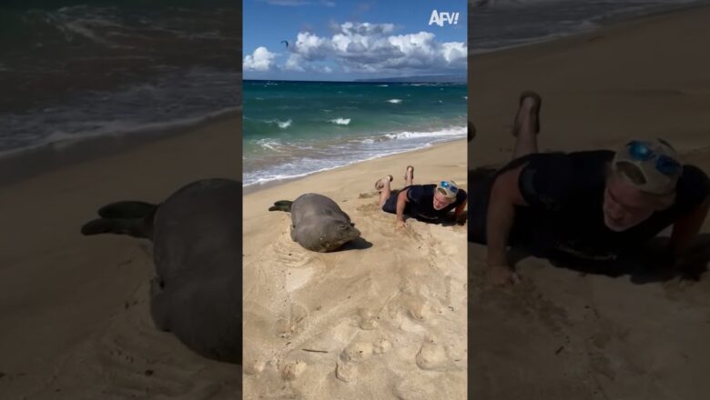 Rise and shine 😂 #shorts #fail #funny #seal #beach #afvfam #funnyvideos