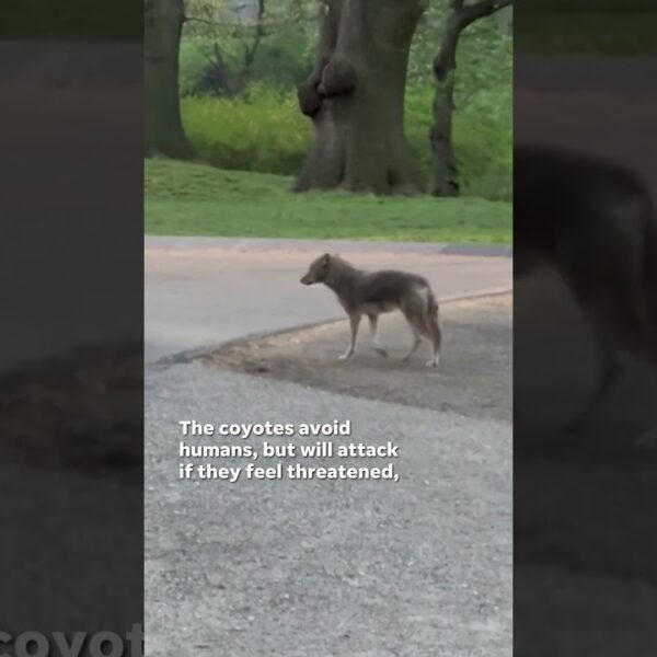 Watch: Coyote takes morning jaunt in Central Park #Shorts