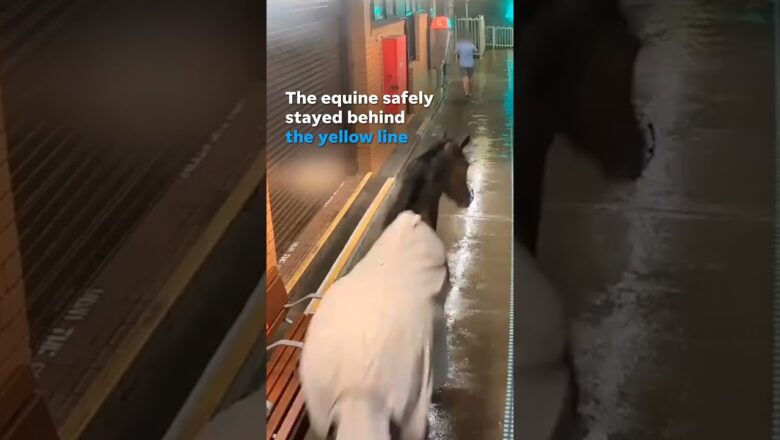 Watch: Wandering horse obeys train station safety rules #Shorts
