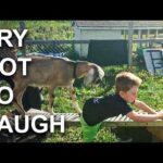AFV Live | Best Fails Of The Week 😂  Try Not To Laugh