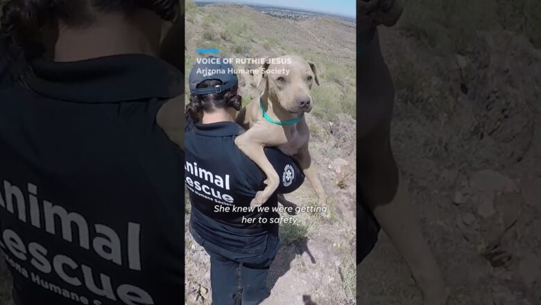 Arizona Humane Society rescues dog from Lookout Mountain #Shorts