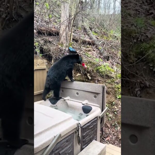 Bear Steals Gatorade from Porch
