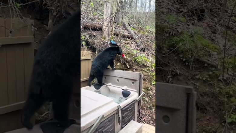 Bear Steals Gatorade from Porch