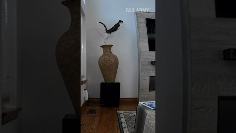 Cat Breaks Vase