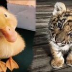 Cute Baby Animals Videos Compilation | Funny and Cute Moment of the Animals #30 – Cutest Animals