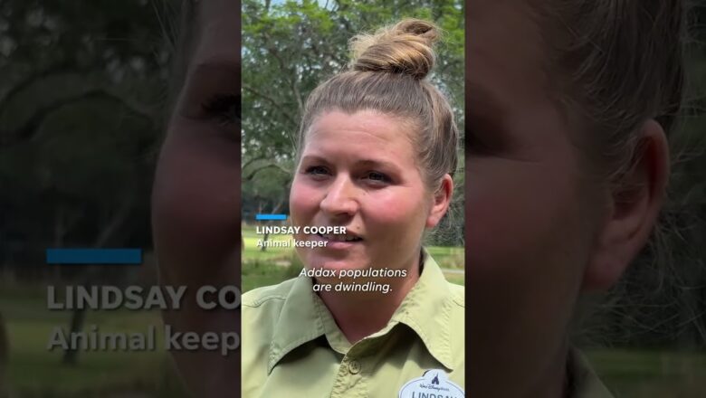 Disney’s Animal Kingdom Lodge welcomes its first male addax calf #Shorts