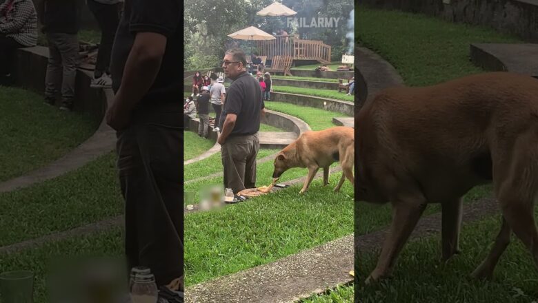 Dog Grabs Pizza While Person Watches Concert