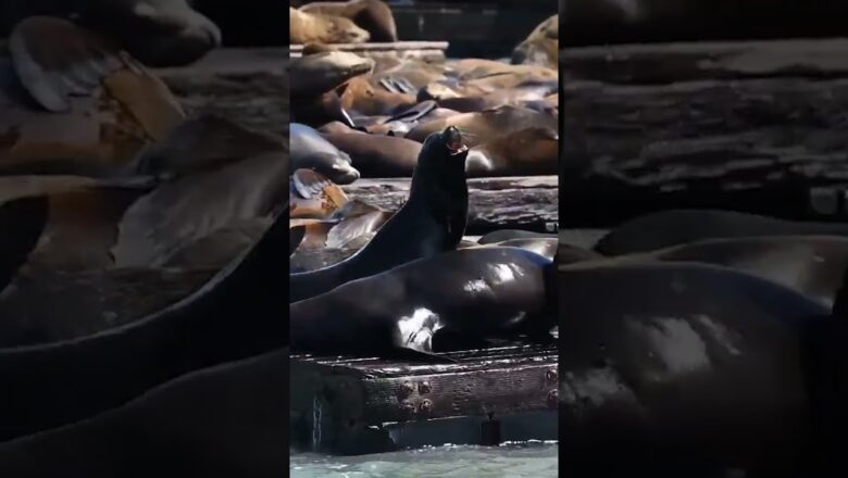 Drone footage: Massive gathering of sea lions pile each other #Shorts
