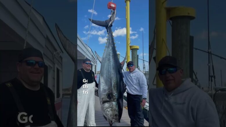 Fishermen off the coast of New Jersey landed a massive 718-pound bluefin tuna #Shorts