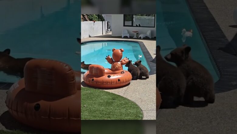 Mama bear takes cubs to pool to cool down #Shorts