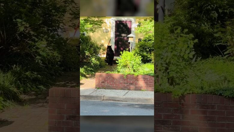 Residents stunned after spotting black bear in neighborhood #Shorts