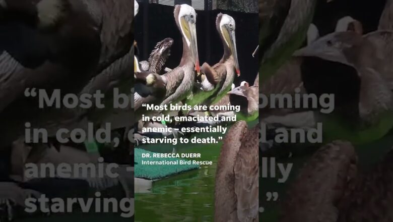 Stranded, hungry pelicans are being found along California’s coast #Shorts