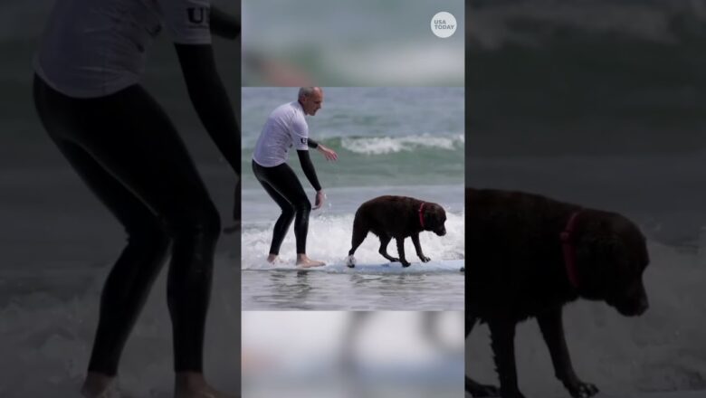 Surfers, fur pals hit the waves for dog surfing competition #Shorts