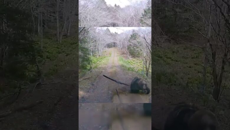 Watch: Female bear charges, swipes at a truck attempting to drive away #Shorts