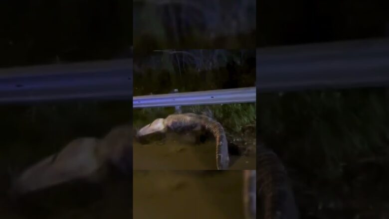Watch: Huge alligator attempts a big death roll #Shorts