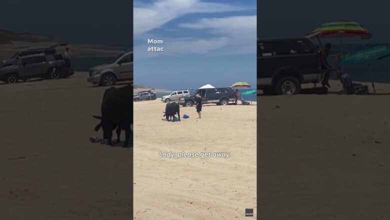 Watch: Tourist in Mexico attacked by bull on beach in Los Cabos #Shorts