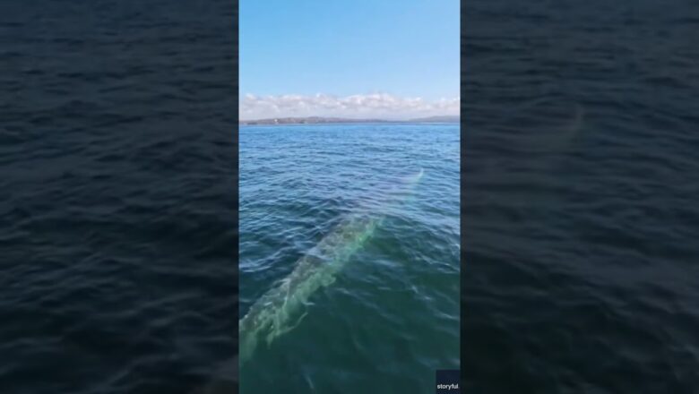 Watch: Trio of whales swim near paddleboarder #Shorts
