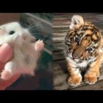 AWW Animals SOO Cute! Cute baby animals Videos Compilation cute moment of the animals #2