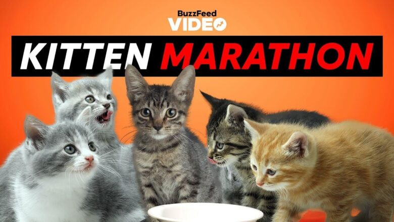 BuzzFeed’s Ultimate Kitten Marathon