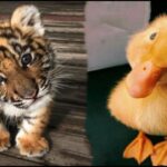 Cute Baby Animals Videos Compilation | Funny and Cute Moment of the Animals #1 – Cutest Animals 2024