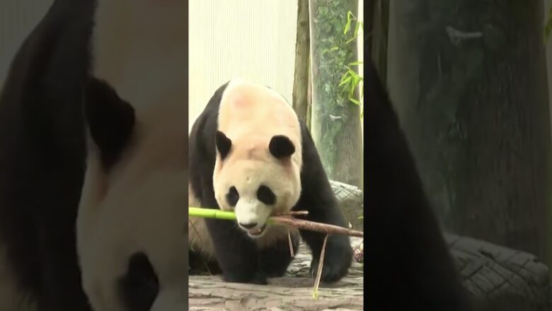 Cute giant panda Fu Bao appears before visitors #Shorts